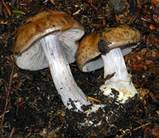 Cortinarius pseudosalor.